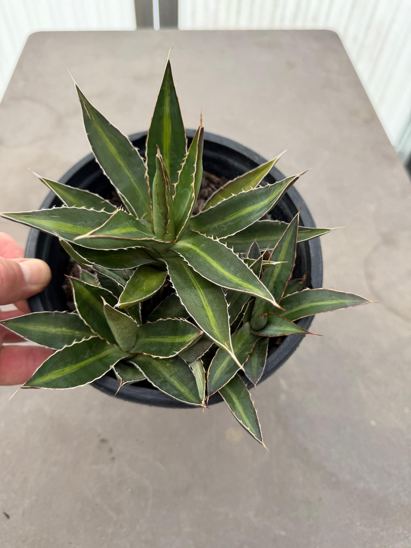 Zone 6 Succulents - Etsy