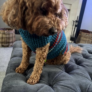 May include: A brown dog wearing a teal and red knitted sweater sits on a grey, buttoned ottoman. The dog has curly fur and is looking down. The sweater has a striped pattern and a ribbed collar.