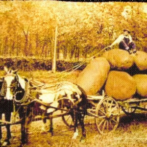 May include: A vintage image of a horse-drawn wagon carrying a large pile of round, golden-brown pumpkins. The wagon is pulled by two black horses with brown harnesses. The scene is set in a rural area with trees in the background.