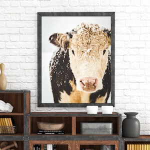 Hereford Cow Print, Cow Art, French Country Decor, Farmhouse Print, Snowy Cows, Farmhouse Rustic Decor, Large Wall Art, Fine Art Print image 1