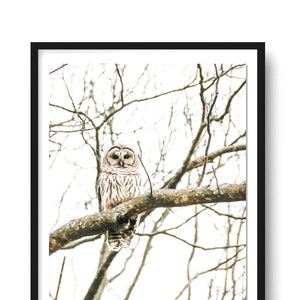 Barred Owl Photo, Owl Photography, Owl Art Print, Nature Bird Art Print, Owl Wall Art, Nature Photo, Modern Farmhouse Print, Large Wall Art