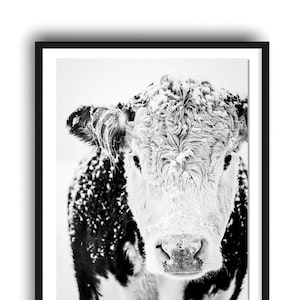 Hereford Cow Photo Print, Black and White Cow Print, Rustic Farmhouse Decor, French Country, Modern Farmhouse Style Decor, Large Wall Art