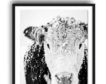 Hereford Cow Photo Print, Black and White Cow Print, Rustic Farmhouse Decor, French Country, Modern Farmhouse Style Decor, Large Wall Art