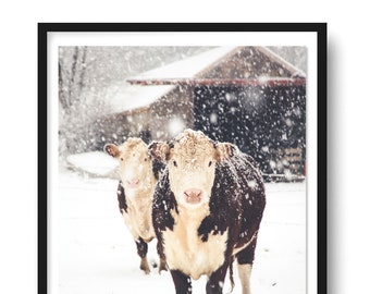 Hereford Cow Print, Cow Art, French Country Decor, Farmhouse Print, Snowy Cows, Farmhouse Rustic Decor, Large Wall Art, Fine Art Print