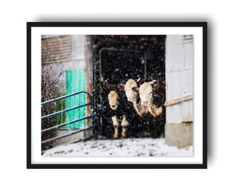 Snowy Cow Art Print, Farmhouse Decor Print, Abstract Winter Art, Farmhouse Art, Rustic Wall Art, Hereford Cow Print, Large Wall Art,