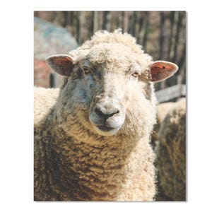 Sheep Art Print, Sheep Wall Art, Sheep Photo Art, Sheep Nursery Print, Farmhouse Wall Art, Rustic Farmhouse Decor, Farm Animal Print