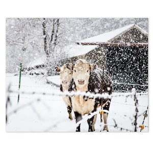 Cow Art Print, Farmhouse Decor Art Print, Bovine Cow Photo, French Farmhouse Rustic Decor, Large Wall Art, Winter Art, Snowy Cows Print