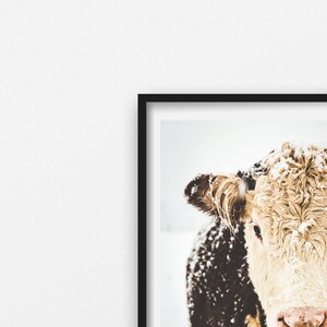 Hereford Cow Print, Cow Art, French Country Decor, Farmhouse Print, Snowy Cows, Farmhouse Rustic Decor, Large Wall Art, Fine Art Print image 2