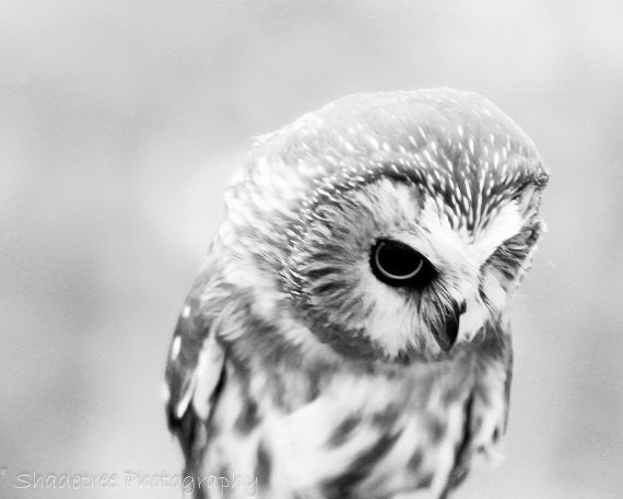 Owl White Gray Grey Fall Autumn Nature Woodlands Forest Soft Dreamy Softly Focused Rustic Nursery, F