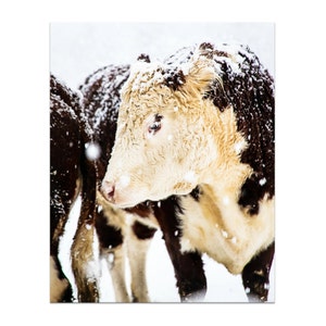 Hereford Cow Print, Cow Art, Farmhouse Decor, French Country Decor, Winter Art, Large Wall Art, Rustic Decor, Large Wall Art, Fine Art Print