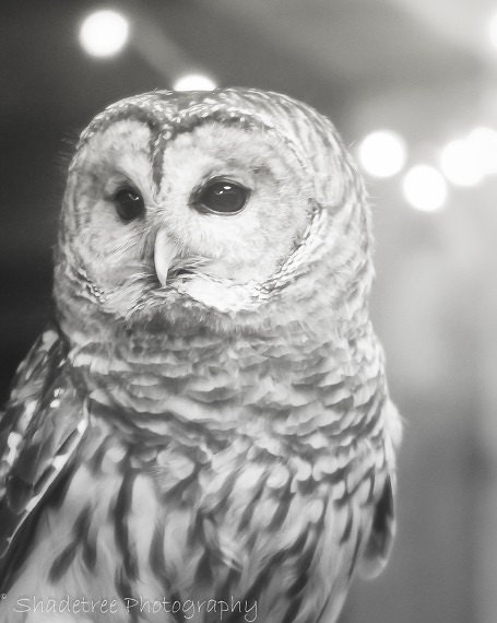 Owl White Gray Grey Nature Woodlands Barred Owl Forest Soft Dreamy Softly Focused Rustic Nursery, Fi