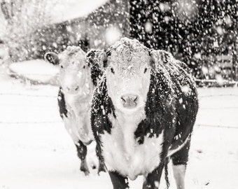 Cow Art, Cow Print, French Country Decor, Farmhouse Print, Farmhouse Decor, Winter Art Rustic Decor, Black and White Cow Art, Large Wall Art