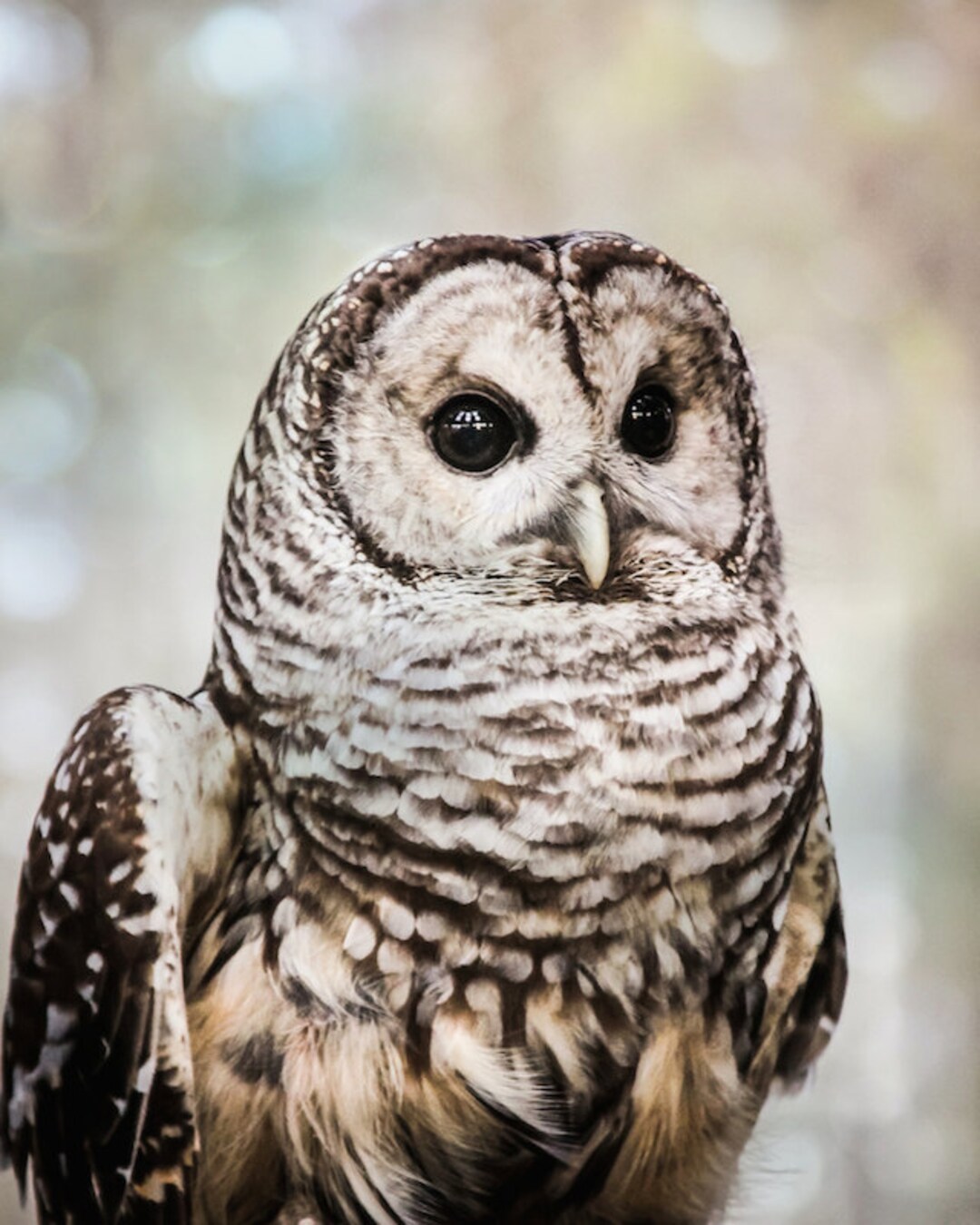 Rustic Owl Grey Owl Photo, Barred Owl, Rustic Owl Print, Nature, Wildlife Print ...
