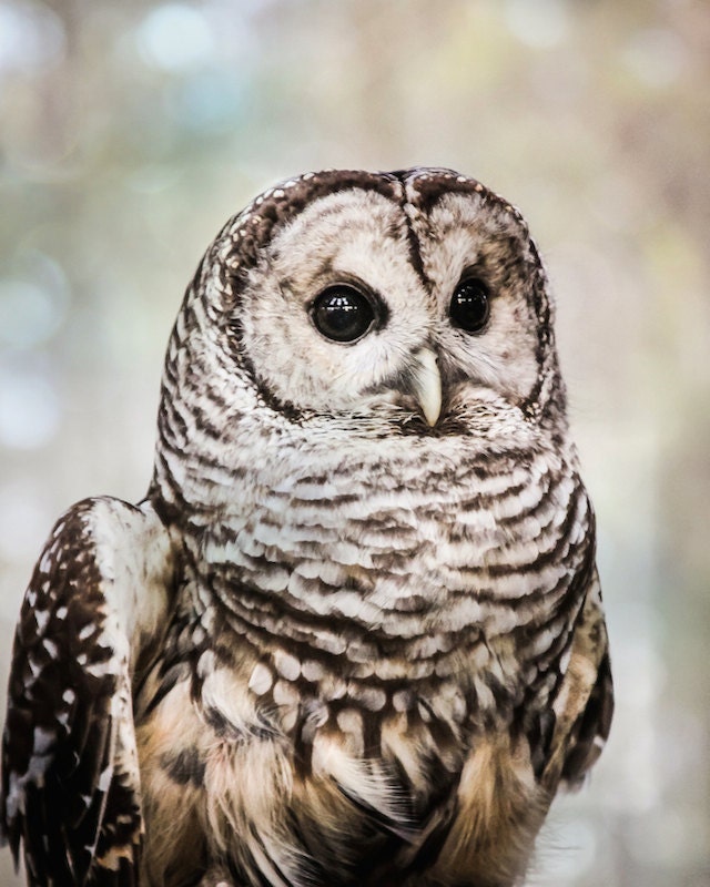 Grey Owl Photo, Barred Owl, Rustic Owl Print, Nature, Wildlife Print, Woodlands Home Decor, In the W