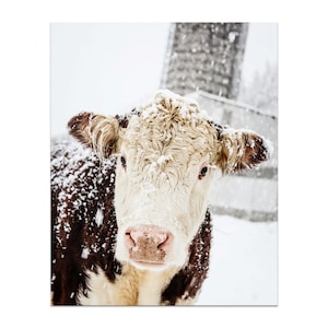 Hereford Cow Print, Farmhouse Print, Cow Photo, Farmhouse Rustic Decor, Silo Photo, Large Wall Art, Winter Art, Fine Art Print image 1