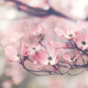 Pink Dogwood Print, Nature Photo, Pastel Pink Art, Pink Flower Print, Tree Photo, Jewel Tones, Nursery Decor Large Wall Art, Fine Art Print