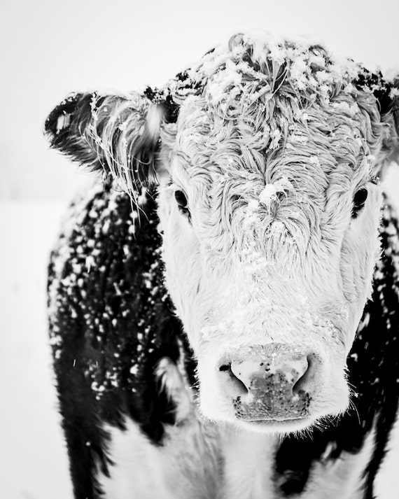 Cow Art, Cow Print, Farmhouse Print, French Country Decor, Black and White Cow, Winter Art, Farmhouse Decor, Rustic Decor, Large Wall Art