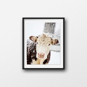 Hereford Cow Print, Farmhouse Print, Cow Photo, Farmhouse Rustic Decor, Silo Photo, Large Wall Art, Winter Art, Fine Art Print image 3