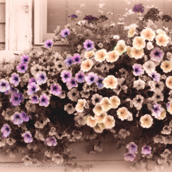 Window Frame With Flower Box Etsy