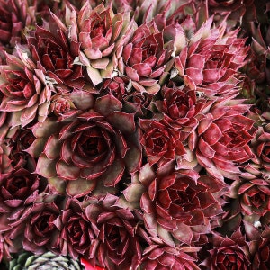 Red Cacti Cactus Succulent Desert Red Cactus Garden Botanical Rosette Rose Mauve Natural Pattern, Abstract Nature Photography Fine Art Print