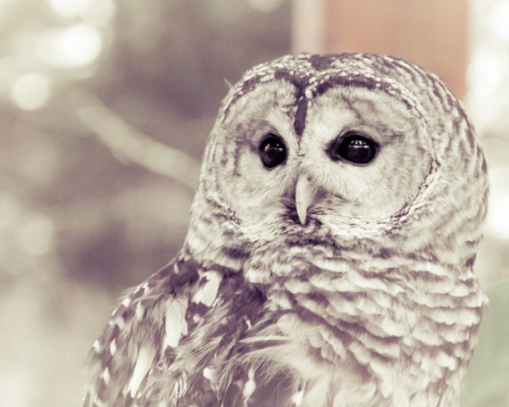 Eule Streifenkauz weiß grau grauer Vogel Fotografie Natur Wald Wald weichen  verträumte rustikale Dekor Vögel Beute, Fine-Art Print