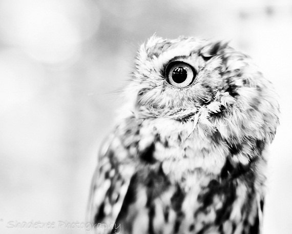 Owl White Gray Grey Fall Autumn Nature Woodlands Tufted Owl Forest Soft Dreamy Softly Focused Rustic