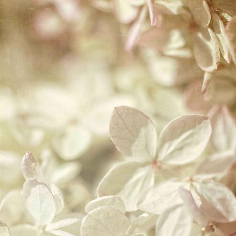 Pu&ograve; includere: Primo piano di delicati fiori di ortensia bianchi con bordi morbidi e sfocati. I petali sono leggeri e ariosi, creando un'atmosfera romantica ed eterea.