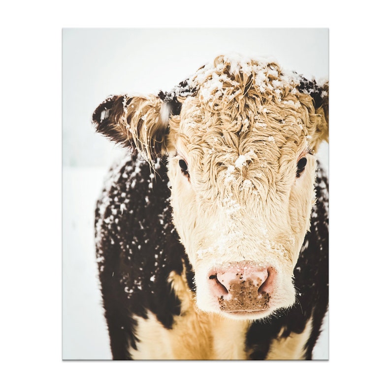 Hereford Cow Print, Cow Art, French Country Decor, Farmhouse Print, Snowy Cows, Farmhouse Rustic Decor, Large Wall Art, Fine Art Print image 3