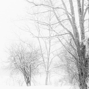 Winter Landscape Snowy Trees Lace Minimal Rustic White Gray Grey Snow Winter Photograph Black and White, Large Wall Art,  Fine Art Print