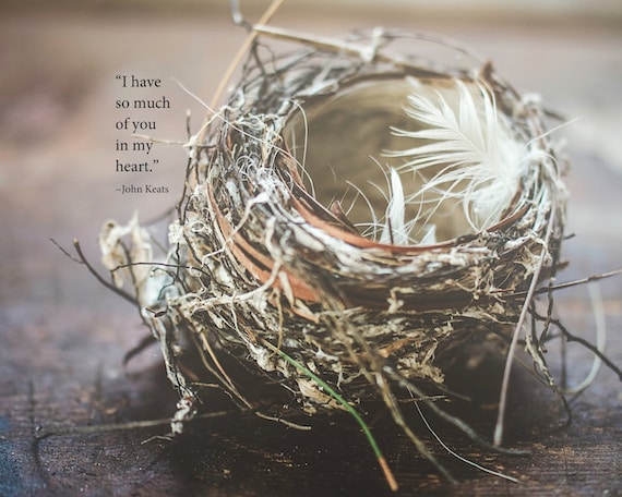 Bird Leaving The Nest Quotes F Quotes Daily