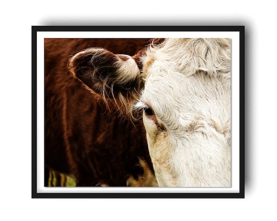 Country Home Decor Cows in the Snow Print {Black and White Cow Art Farm Picture} Hereford Photograph Livestock Photography