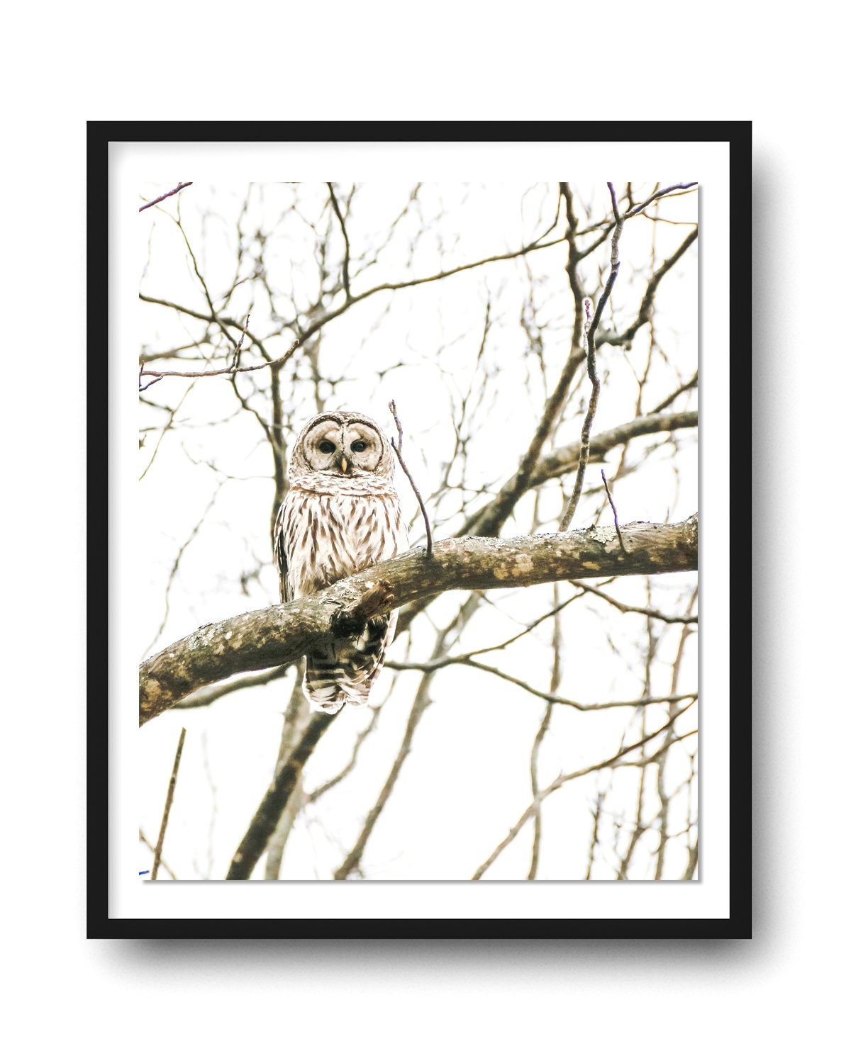 Barred Owl Photo, Owl Photography, Owl Art Print, Nature Bird Art Print, Owl Wall Art, Nature Photo,