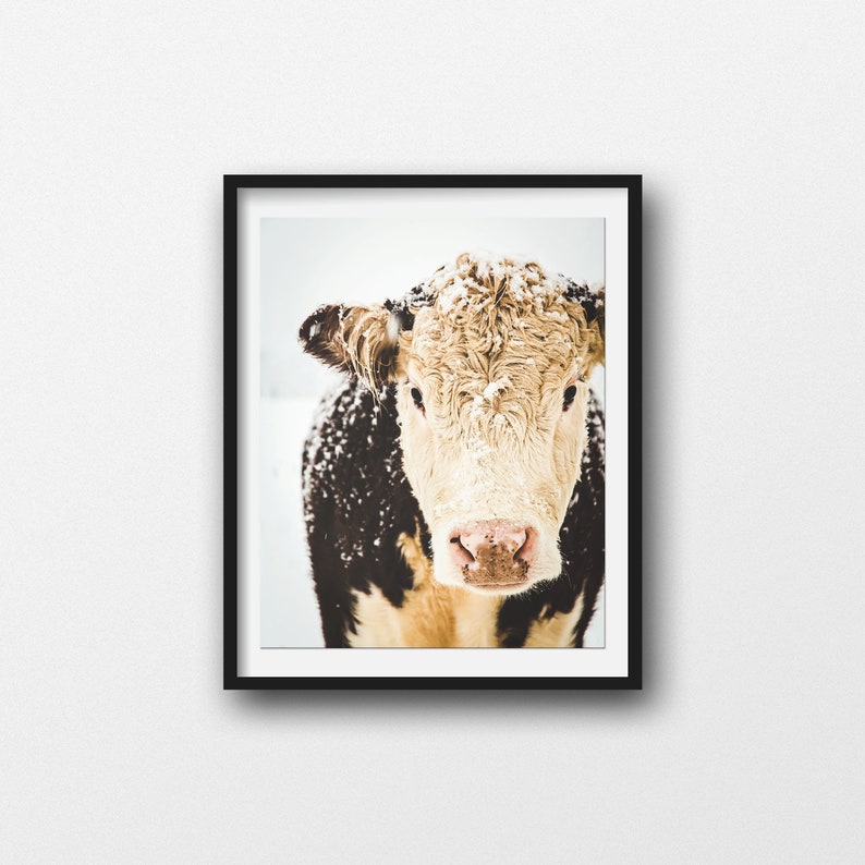 Hereford Cow Print, Cow Art, French Country Decor, Farmhouse Print, Snowy Cows, Farmhouse Rustic Decor, Large Wall Art, Fine Art Print image 2