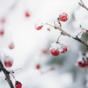 Winter Berries in the Snow, Red Berries Photo Print, Rustic Winter Snow Print, New England Winter Print,  Winter Photography, Fine Art Print