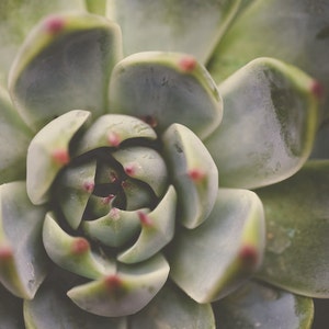May include: Close-up of a green succulent plant with a rosette shape. The leaves are fleshy and have a slightly reddish hue around the edges.