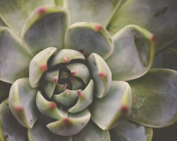 Grn Kakteen Kaktus Sukkulente Kaktus Garten glatt bltterte Kaktus Olive  Pastell Grn Kalk botanischen Wste Pflanze Rosette Fine Art Prints