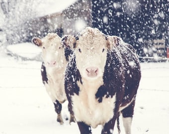 Cow Print, Cow Art, French Country Decor, Farmhouse Decor, Farmhouse Print, Winter Art, Large Wall Art, Rustic Art, Farm, Fine Art Print