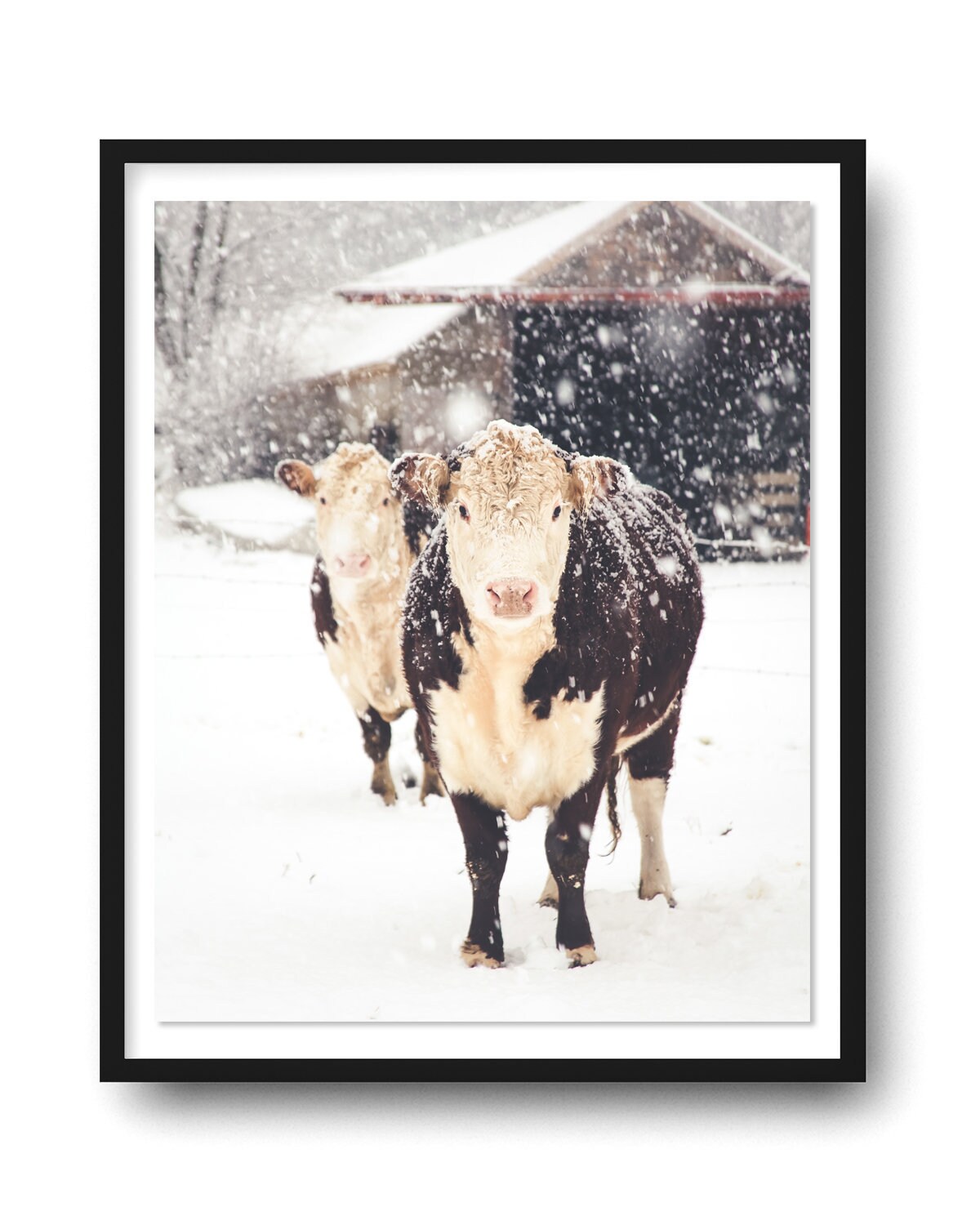 Hereford Cow Print, Cow Art, French Country Decor, Farmhouse Print, Snowy  Cows, Farmhouse Rustic Decor, Large Wall Art, Fine Art Print 
