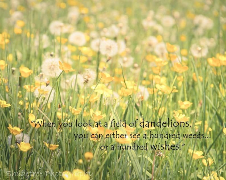 Dandelion Wishes Field Flowers Pastel Yellow Green Dreamy