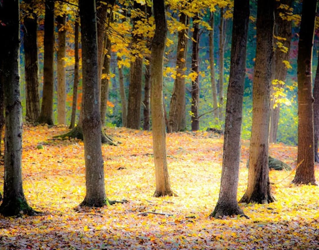 Otoño Otoño Árboles Bosques Golden Sun Mantequilla Amarillo Rojo Octubre  Noviembre Surrealista Soñador Naturaleza Fotografía, Bellas Artes Imprimir  - ..., image size:1080x847