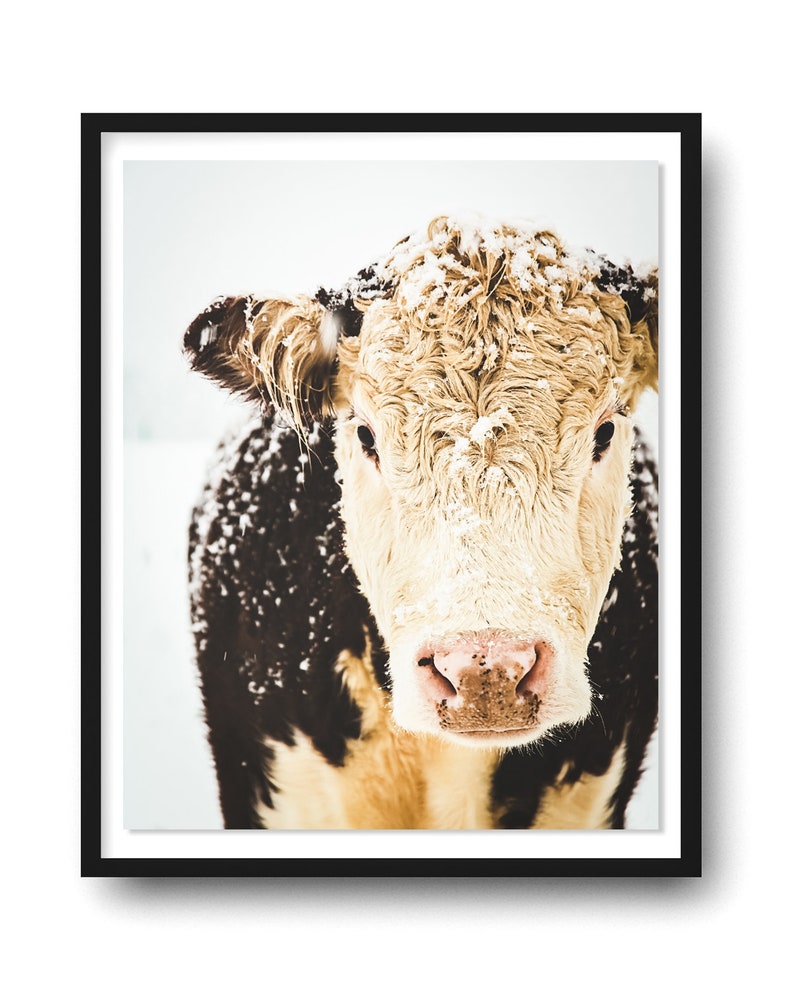 Hereford Cows Wall Art Prints New England Modern Farmhouse Etsy