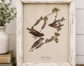 Vintage Purple Finch Print in Distressed Wood Frame, Cottagecore, Rustic Farmhouse, Nature Art,  Ornithology Print, Bird Lover Gift