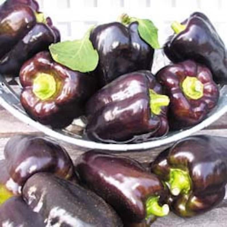 Heirloom Pepper 25 Seeds Purple Beauty
