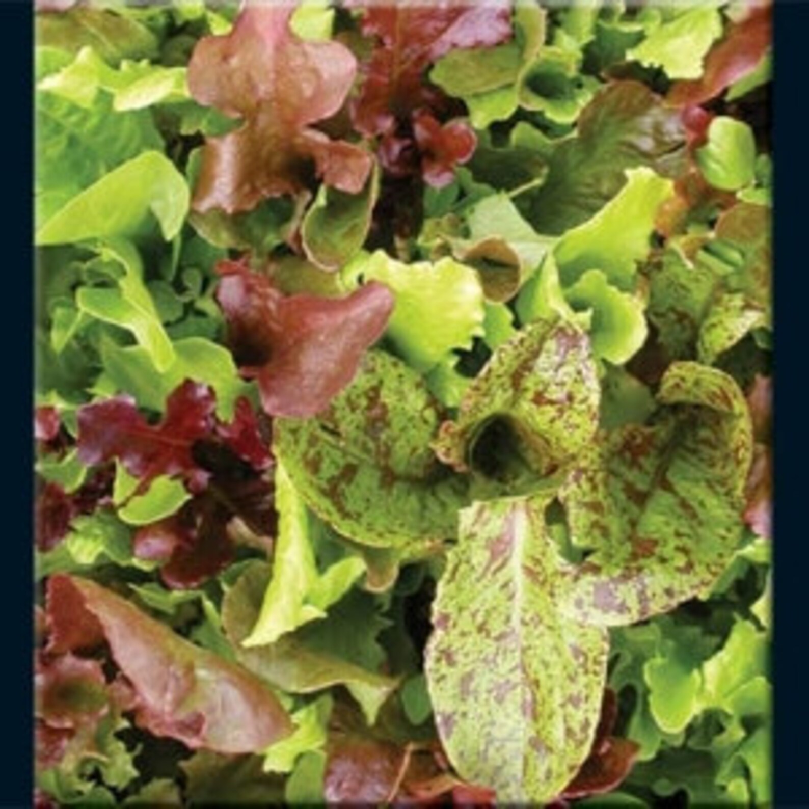 Lettuce Salad Blend Heirloom 50 Seeds Etsy
