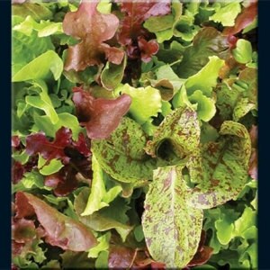 Lettuce - Salad Blend, Heirloom - 50 Seeds