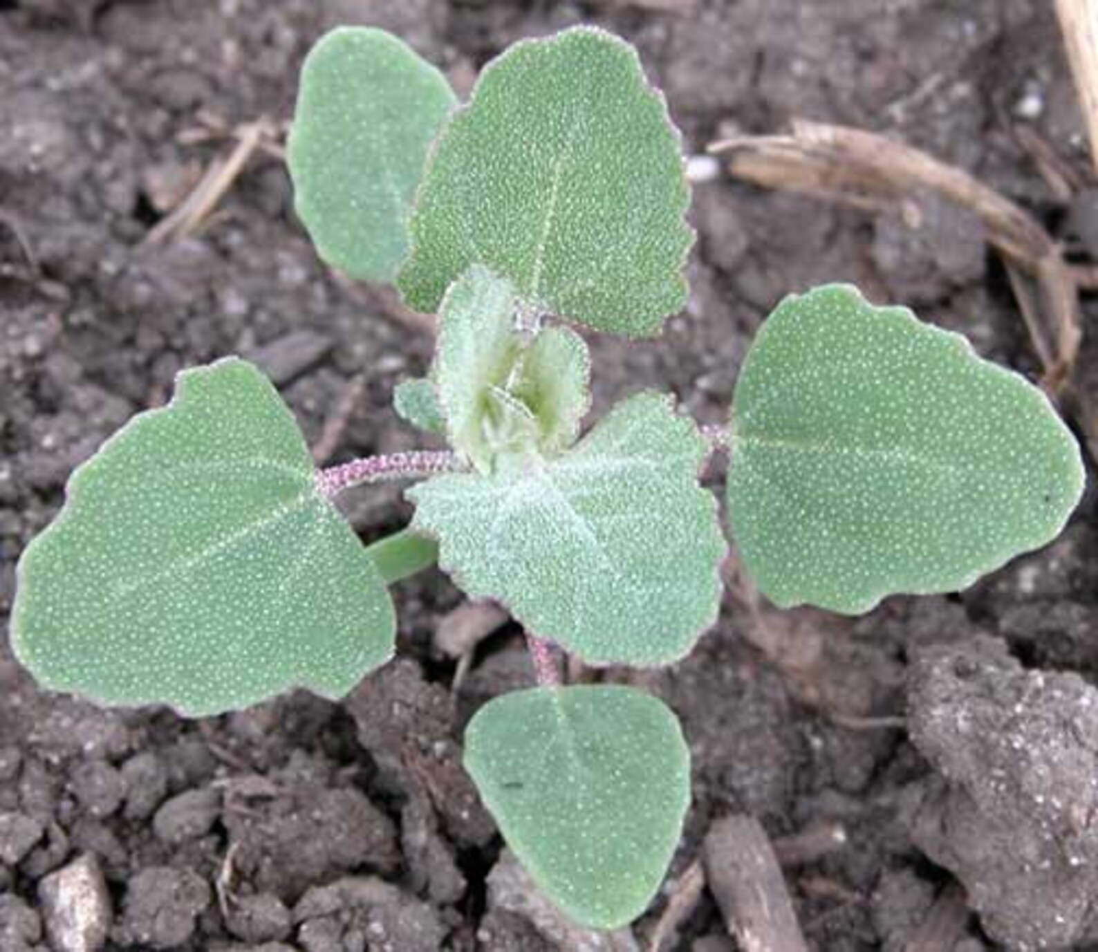 Lambs Quarter Greens Great Survival Heirloom Seeds 30 Etsy