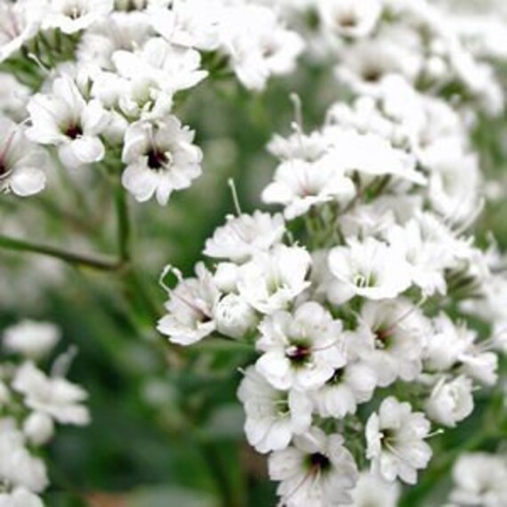 Baby S Breath Flower Heirloom 30 Seeds Etsy