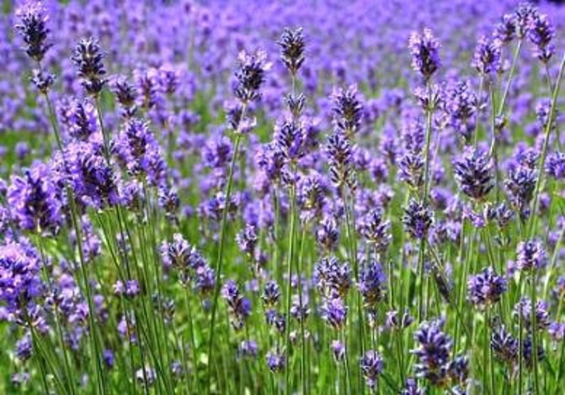 Lavender Herb Heirloom Organic Perennial 30 Seeds Etsy