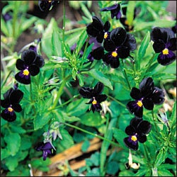 Viola - Bowles Black - Heirloom - 25 Seeds