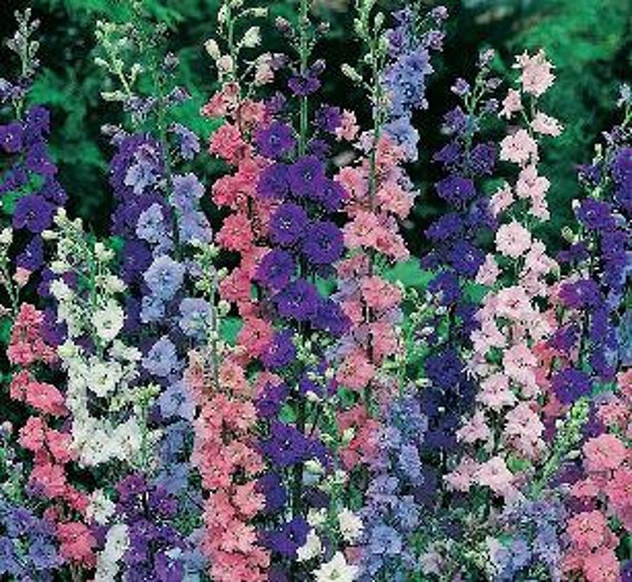 Larkspur Assorted Colors Heirloom 30 Seeds Bunny Etsy larkspur assorted colors heirloom 30 seeds bunny face flowers